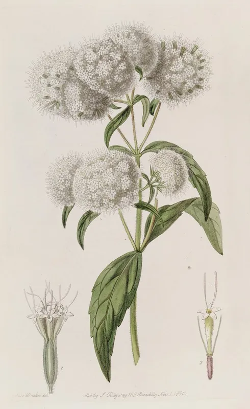 Close Headed Stevia Wall Art by Sydenham Edwards - High-Resolution Digital Print