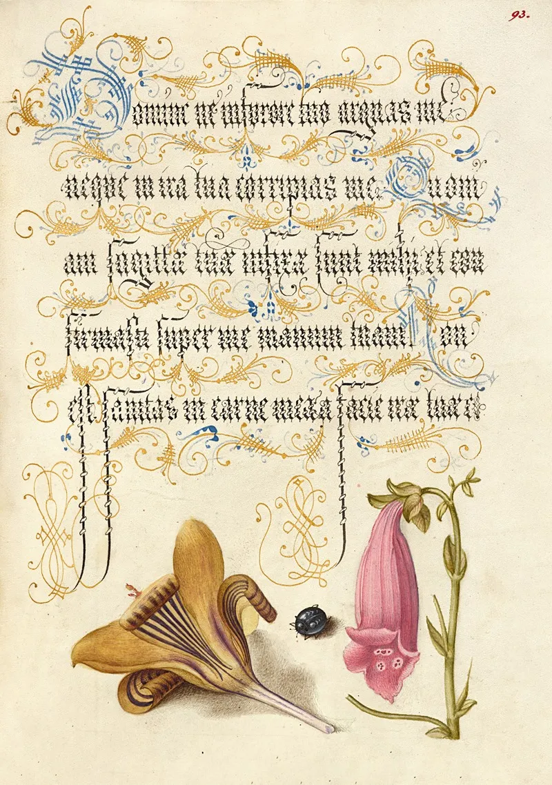 Cloth Of Gold Crocus Beetle And Foxglove