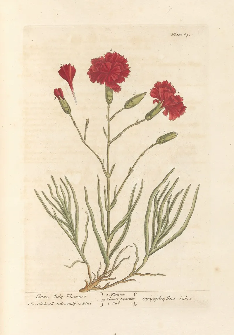 Clove July Flowers Wall Art by Elizabeth Blackwell - High-Resolution Digital Print