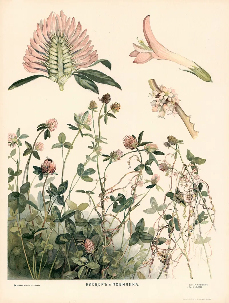 Clover Wall Art by T-va I. D. Sytina - High-Resolution Digital Print