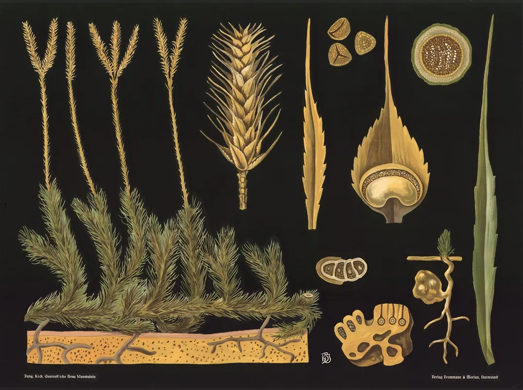 Clubmoss Lycopodium Clavatum Wall Art by Gottlieb von Koch - High-Resolution Digital Print
