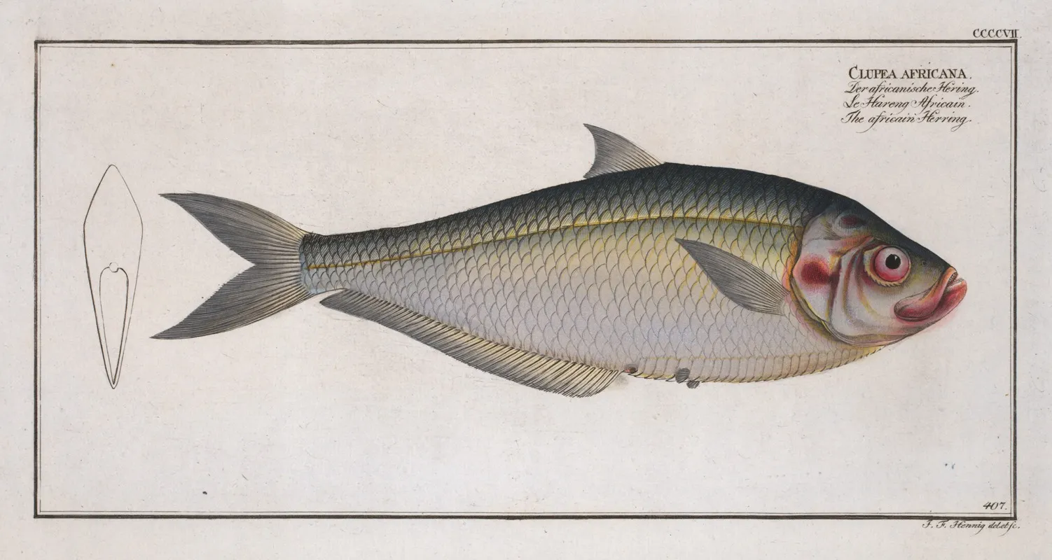 Clupea Africana The Africain Herring Wall Art by Marcus Elieser Bloch - High-Resolution Digital Print