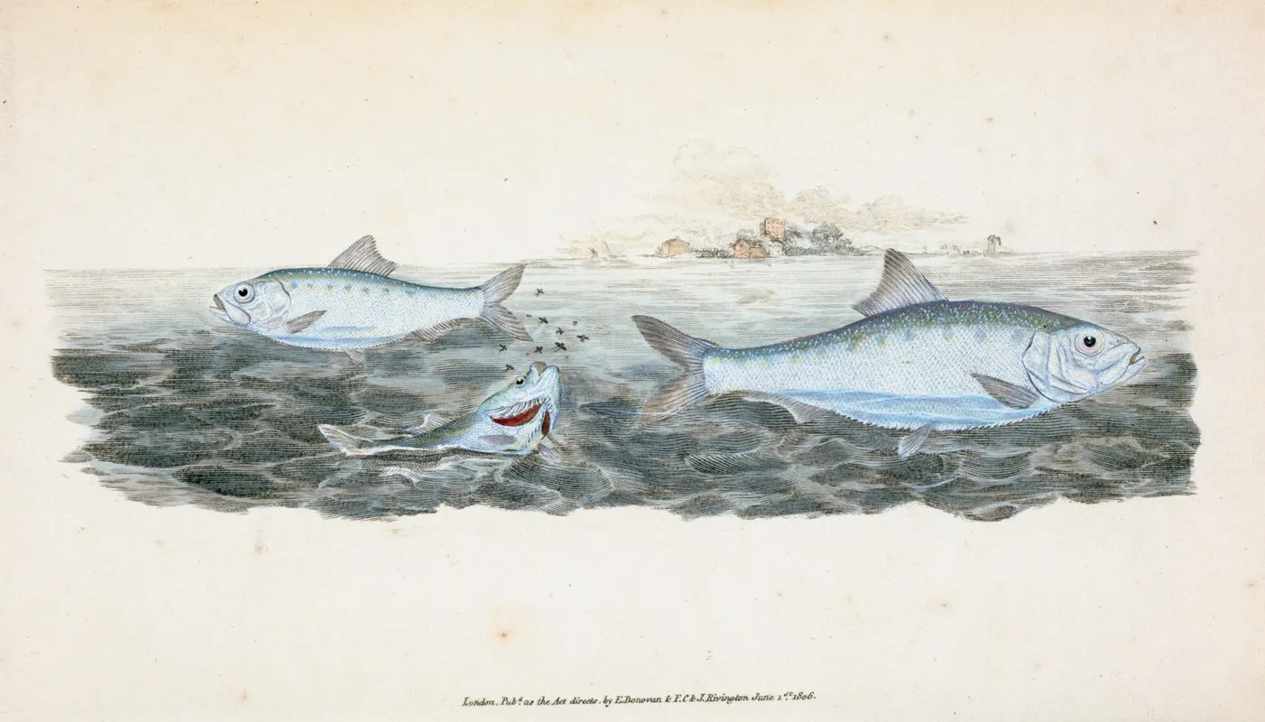 Clupea Alosa Young White Bait Wall Art by Edward Donovan - High-Resolution Digital Print