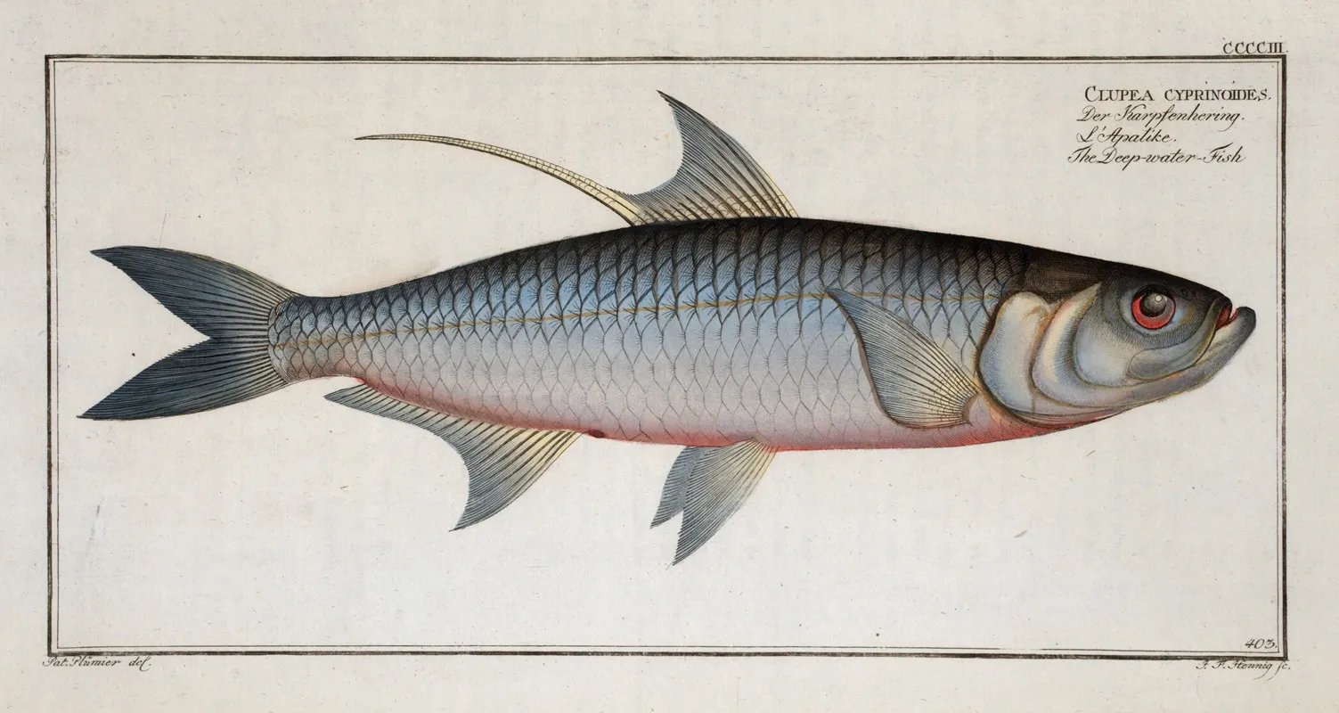 Clupea Cyprinoides The Deep Water Fish Wall Art by Marcus Elieser Bloch - High-Resolution Digital Print