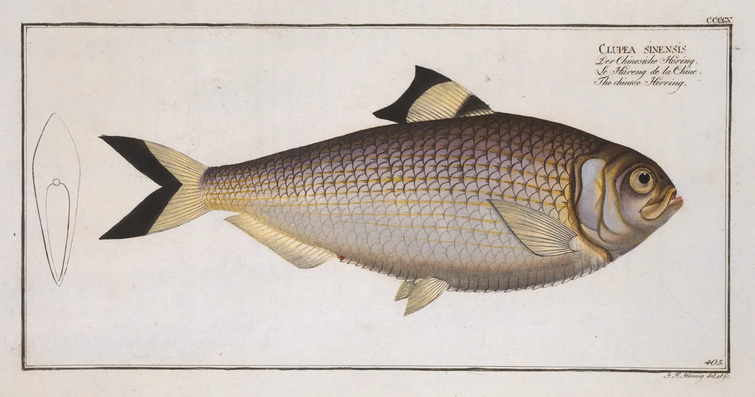 Clupea Sinensis The Chinese Herring Wall Art by Marcus Elieser Bloch - High-Resolution Digital Print