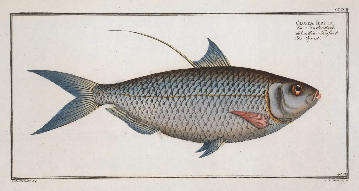 Clupea Thrissa The Sprat Wall Art by Marcus Elieser Bloch - High-Resolution Digital Print