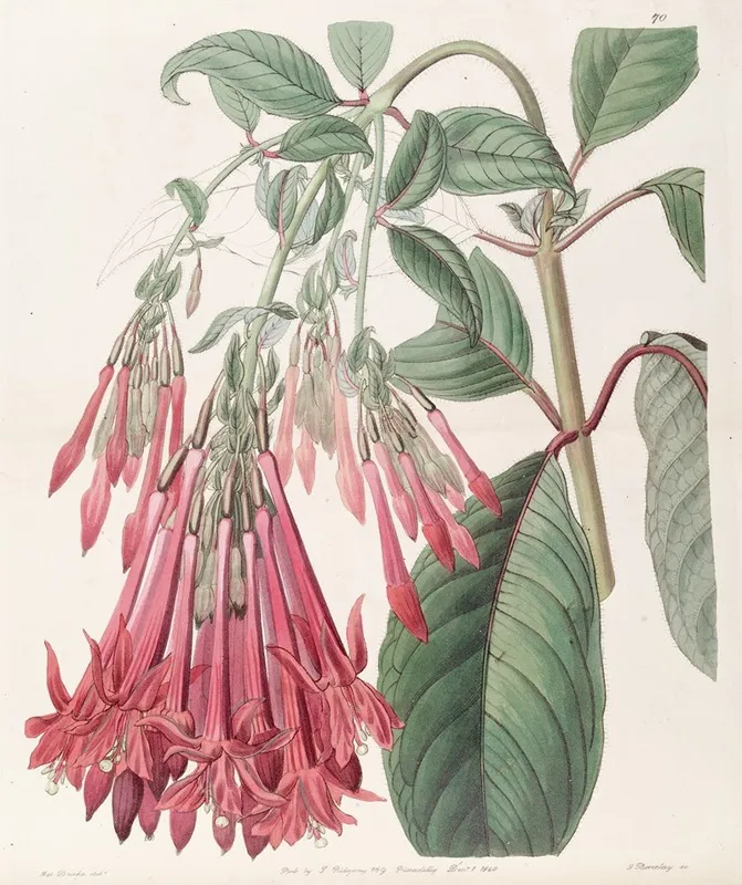 Cluster Flowered Fuchsia Wall Art by Sydenham Edwards - High-Resolution Digital Print