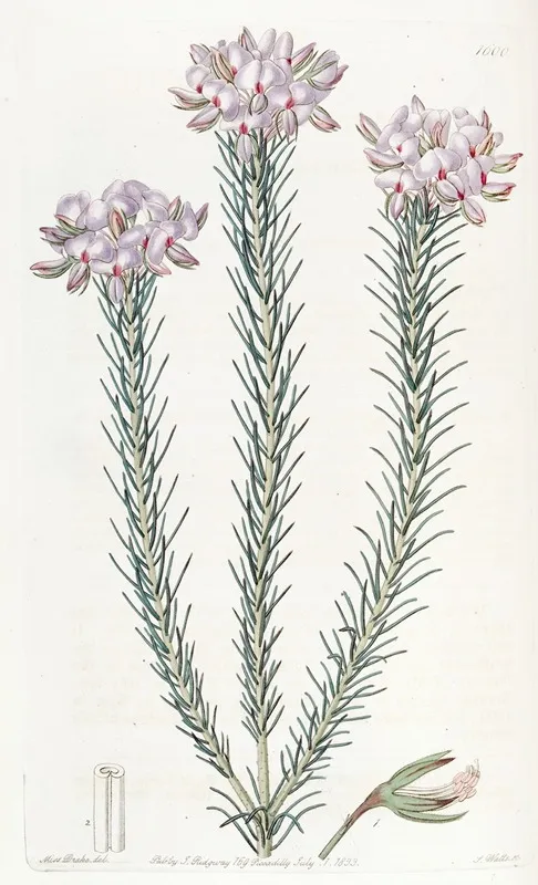 Clustered Burtonia Wall Art by Sydenham Edwards - High-Resolution Digital Print