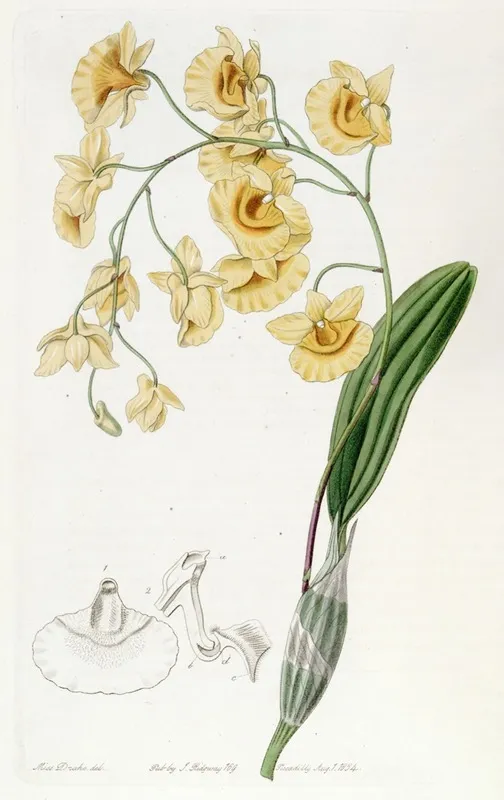 Clustered Dendrobium Wall Art by Sydenham Edwards - High-Resolution Digital Print