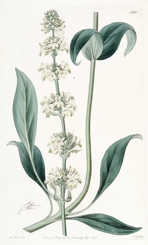 Clustered Flowered Pentstemon Wall Art by Sydenham Edwards - High-Resolution Digital Print