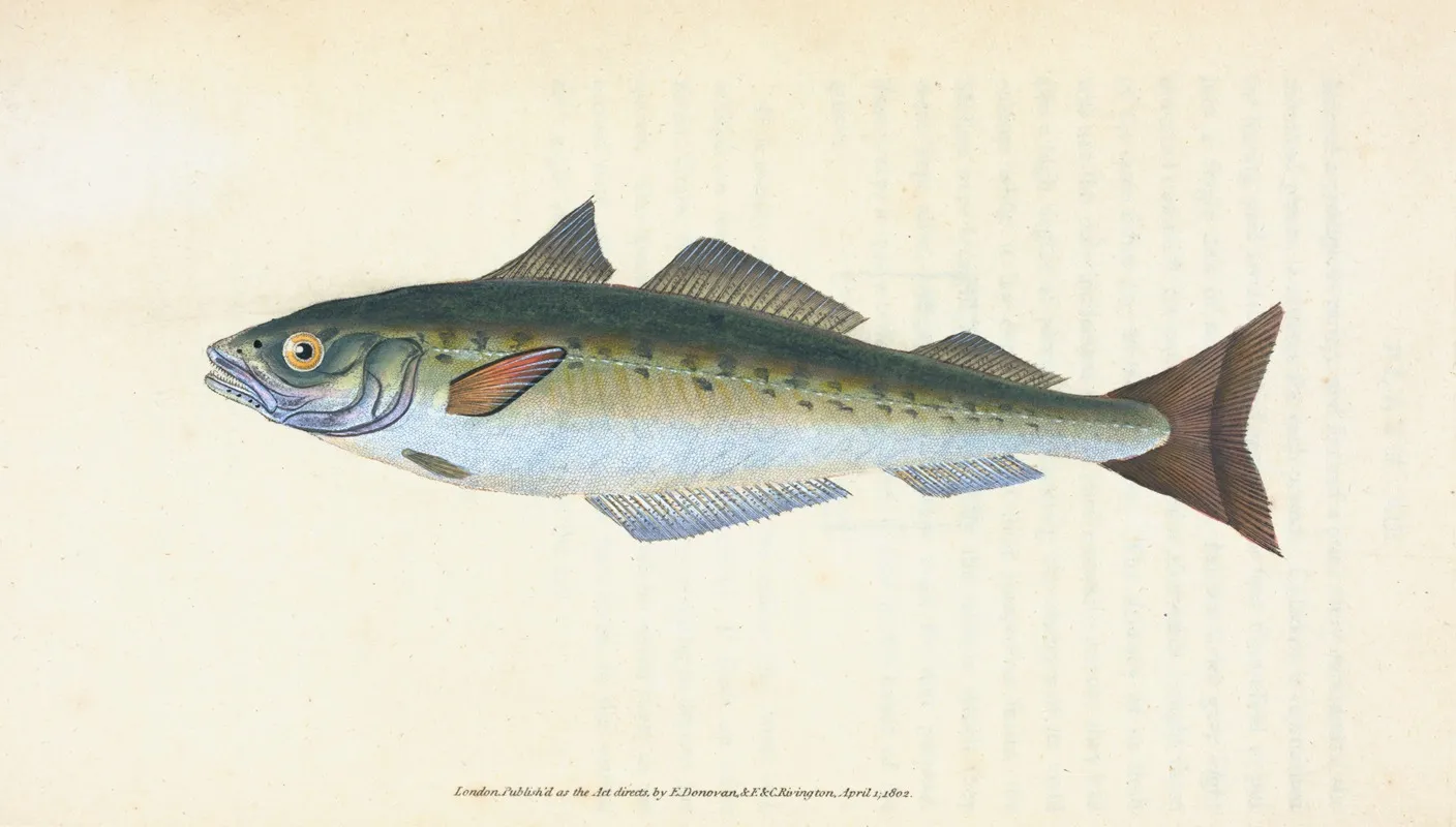 Coal Fish Gadus Carbonarius Wall Art by Edward Donovan - High-Resolution Digital Print