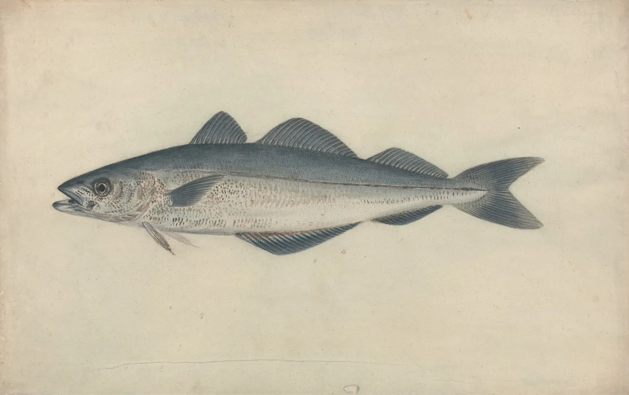 Coal Fish