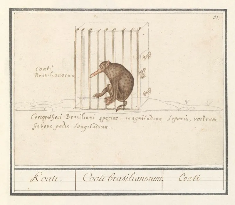 Coati Nasua Koati Coati Brasilianorum Coati Wall Art by Anselmus Boëtius de Boodt - High-Resolution Digital Print