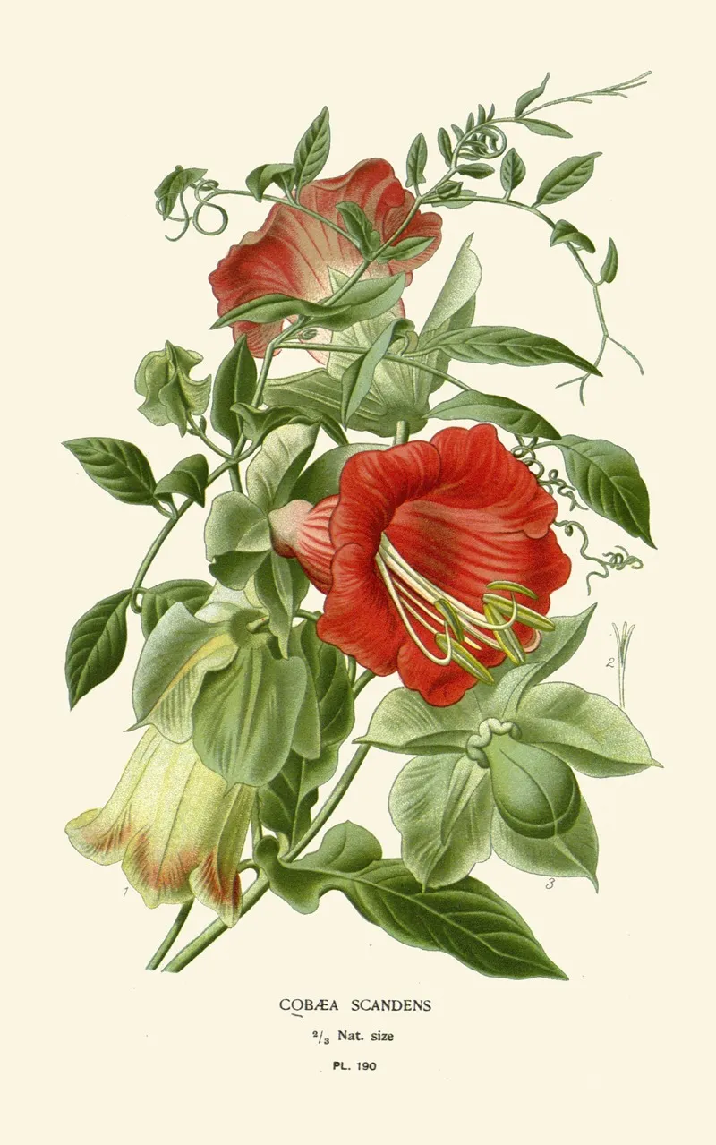 Cobaea Scandens Wall Art by Edward Step - High-Resolution Digital Print