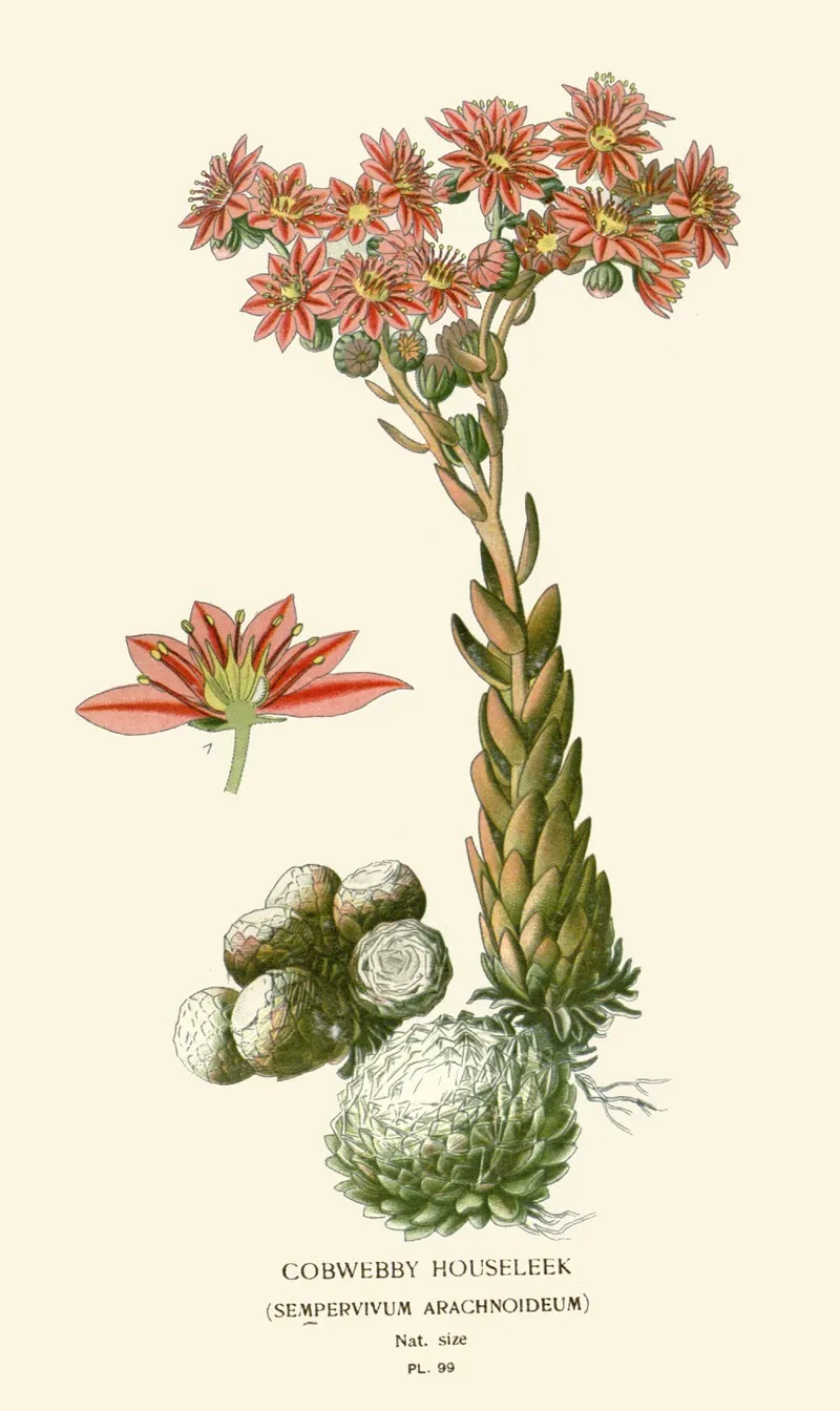 Cobwebby Houseleek Wall Art by Edward Step - High-Resolution Digital Print