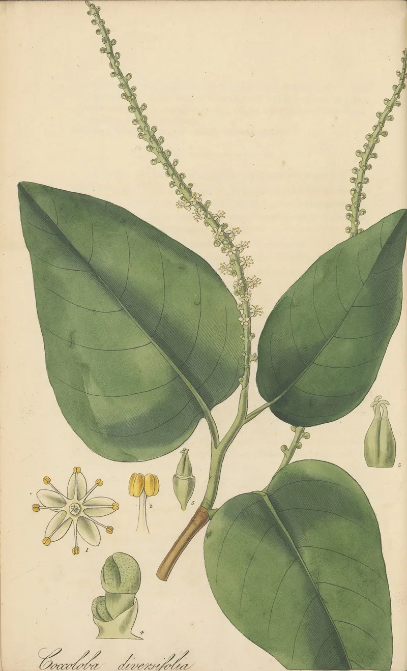 Coccoloba Diversifolia Wall Art by William Jackson Hooker - High-Resolution Digital Print