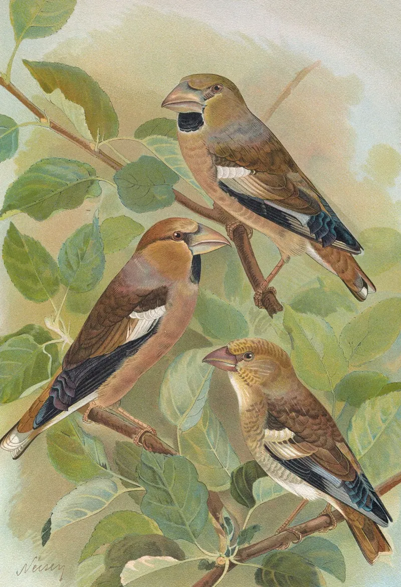 Coccothraustes Coccothraustes Wall Art by Johann Friedrich Naumann - High-Resolution Digital Print