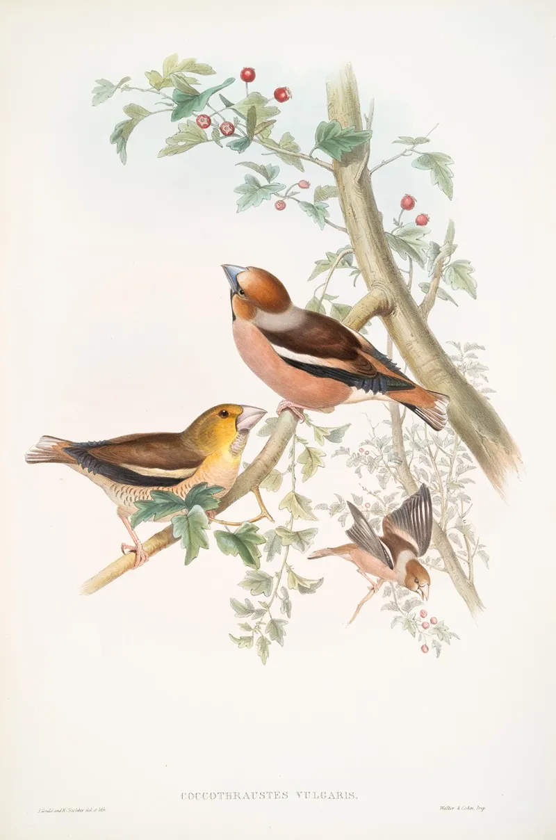 Coccothraustes Vulgaris Hawfinch Wall Art by John Gould - High-Resolution Digital Print