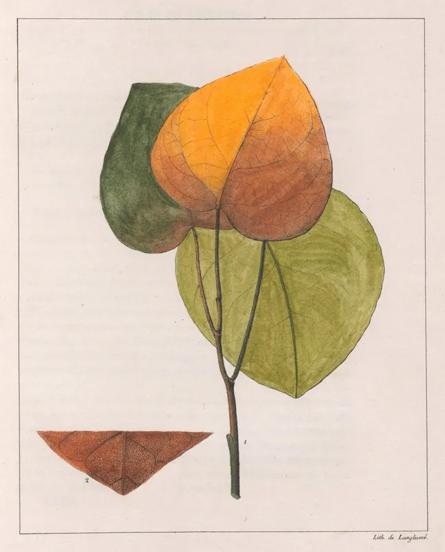 Cocculus Platyphylla Wall Art by Auguste de Saint-Hilaire - High-Resolution Digital Print
