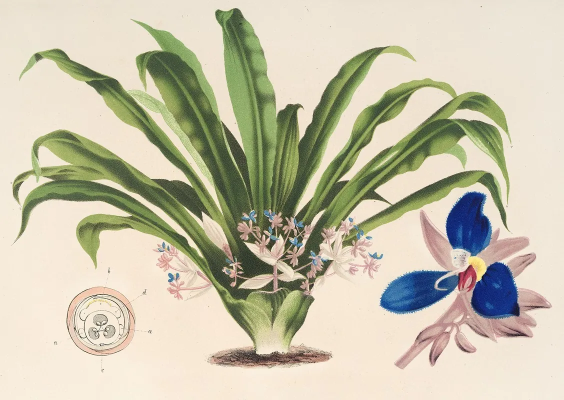 Cochliostema Jacobianum Wall Art by Charles Antoine Lemaire - High-Resolution Digital Print