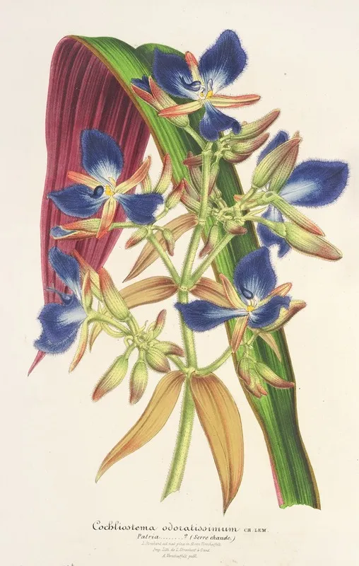 Cochliostenia Odoratissimum Wall Art by Charles Antoine Lemaire - High-Resolution Digital Print