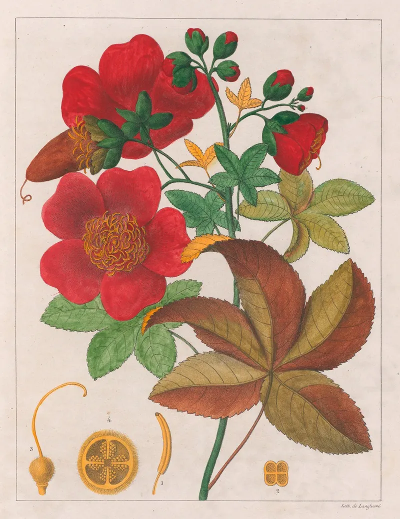 Cochlospermum Insigne Wall Art by Auguste de Saint-Hilaire - High-Resolution Digital Print