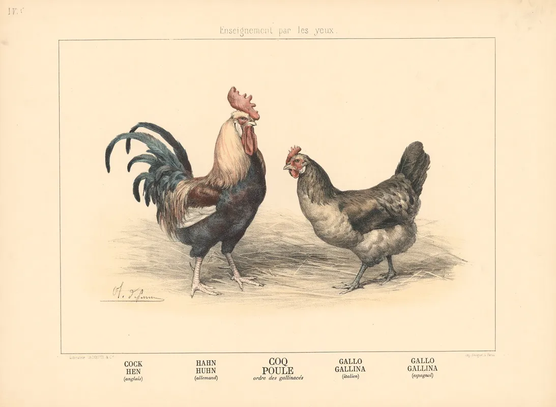 Cock Hen