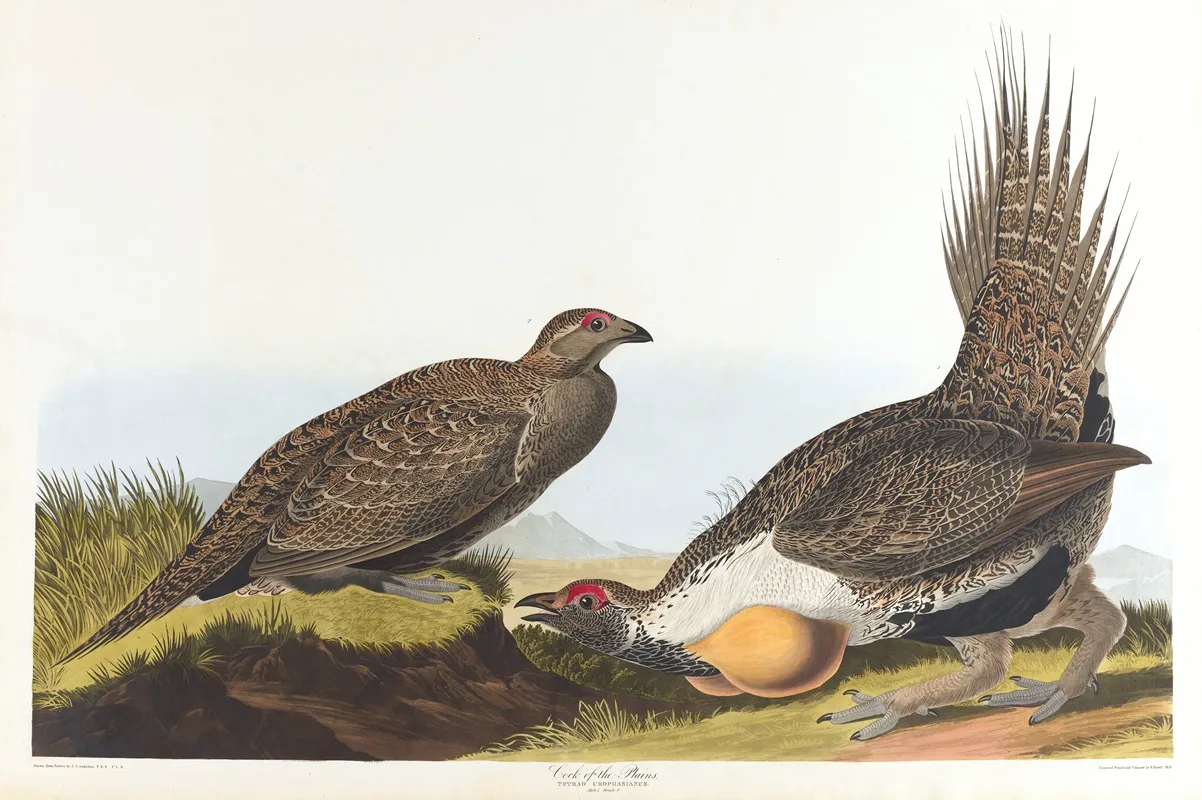 Cock Of The Plains 2 Wall Art by John James Audubon - High-Resolution Digital Print