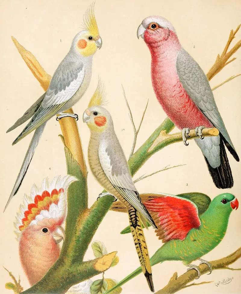 Cockateels Roseate Cockatoo Leadbeaters Cockatoo Scaly Breasted Parrakeet Wall Art by W. A . Blakston - High-Resolution Digital Print