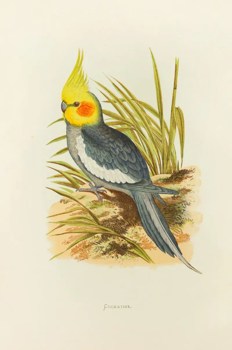 Cockatiel Wall Art by Alexander Francis Lydon - High-Resolution Digital Print