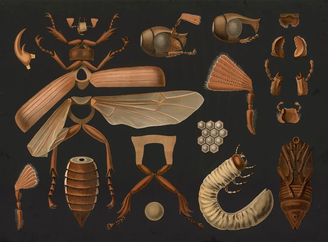 Cockchafer Melolontha Melolontha Wall Art by Gottlieb von Koch - High-Resolution Digital Print