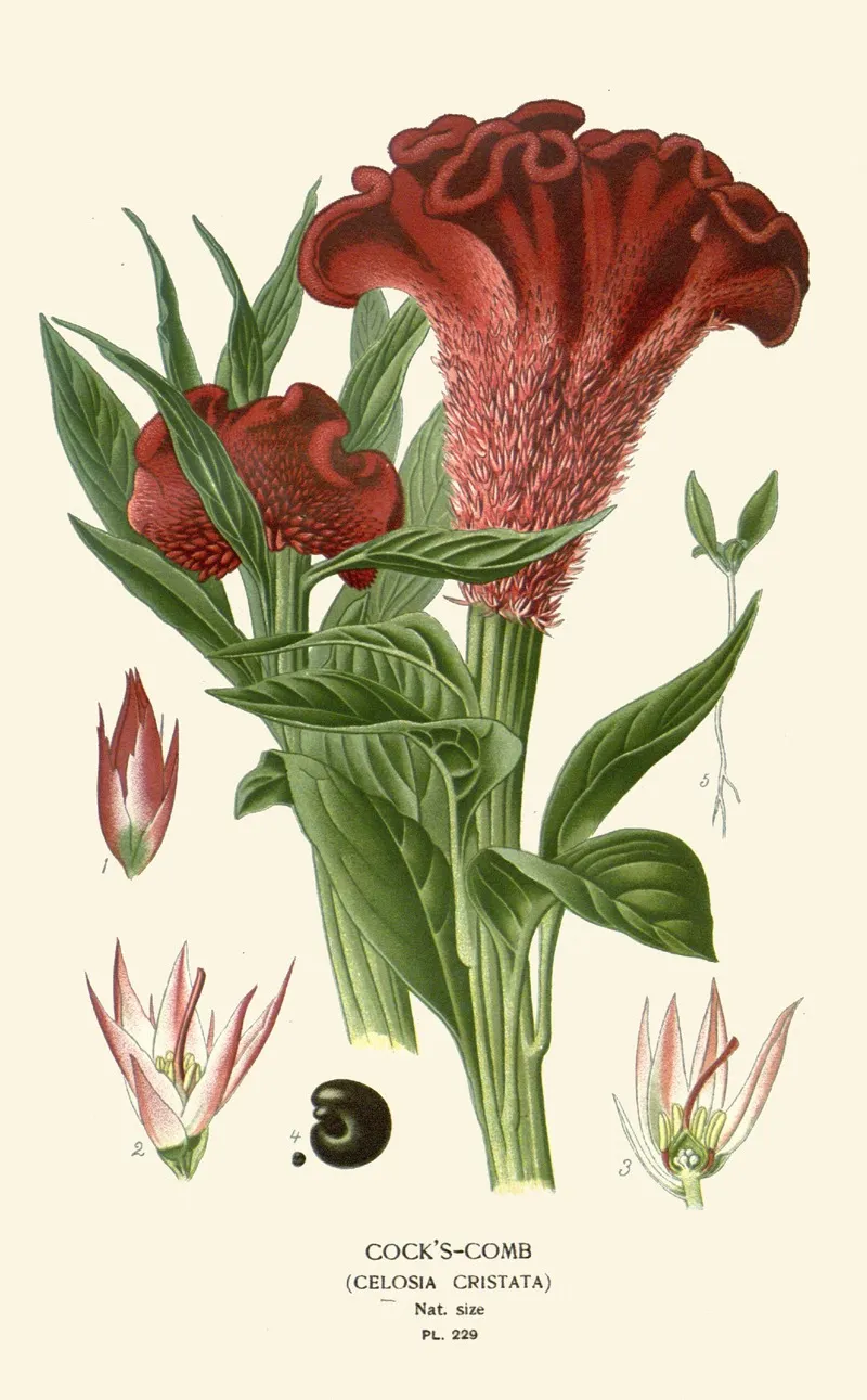 Cocks Comb 2 Wall Art by Edward Step - High-Resolution Digital Print