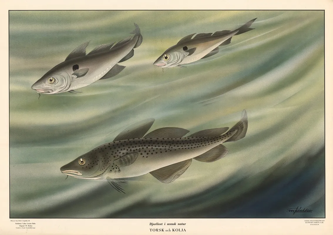 Cod And Haddock Wall Art by Max Richter - High-Resolution Digital Print