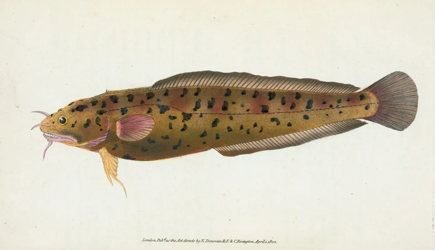 Cod Three Bearded Gadus Tricirratus Wall Art by Edward Donovan - High-Resolution Digital Print