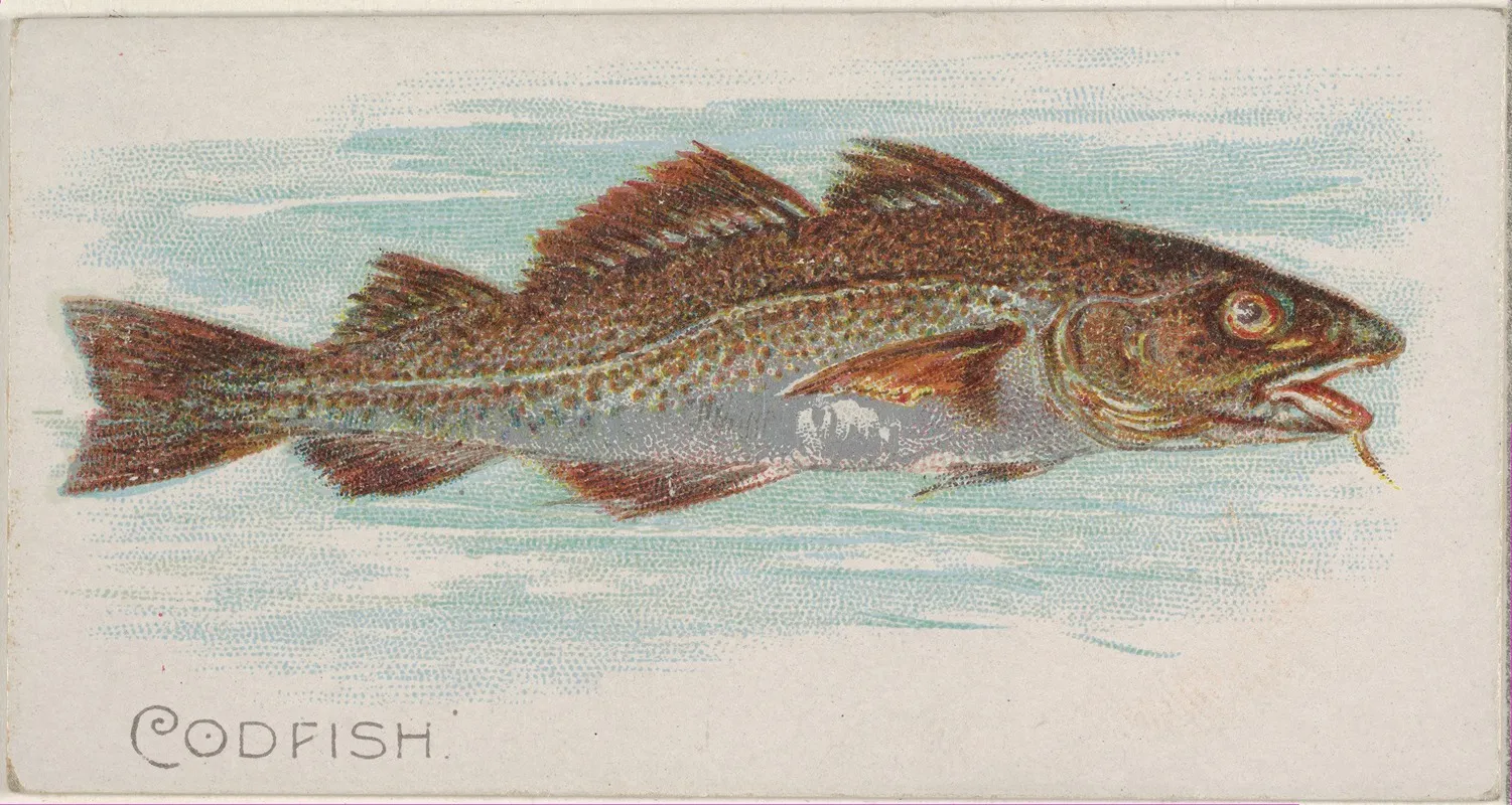 Codfish Wall Art by Allen &amp; Ginter - High-Resolution Digital Print