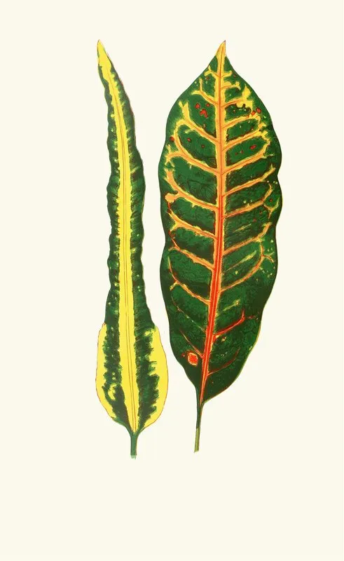 Codiaeum Irregularecodiaeum Hillianum Wall Art by Edward Joseph Lowe - High-Resolution Digital Print