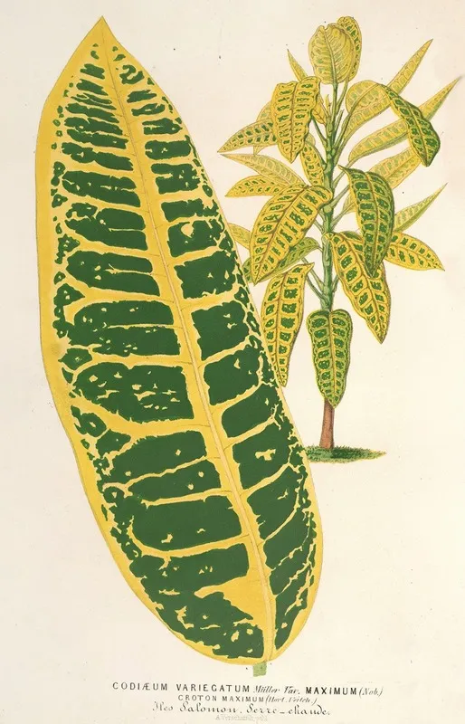 Codiaeum Variegatum Var Maximum Wall Art by Charles Antoine Lemaire - High-Resolution Digital Print