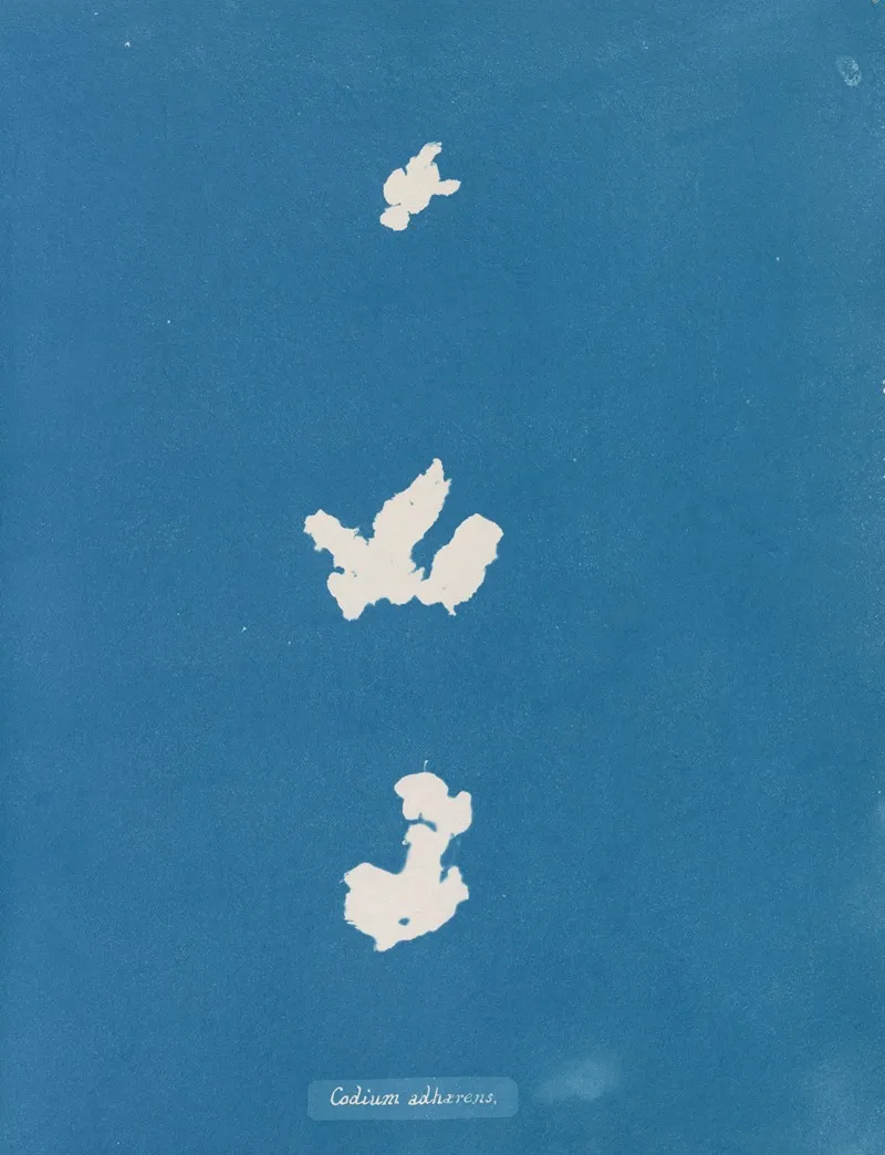 Codium Adhaerens Wall Art by Anna Atkins - High-Resolution Digital Print