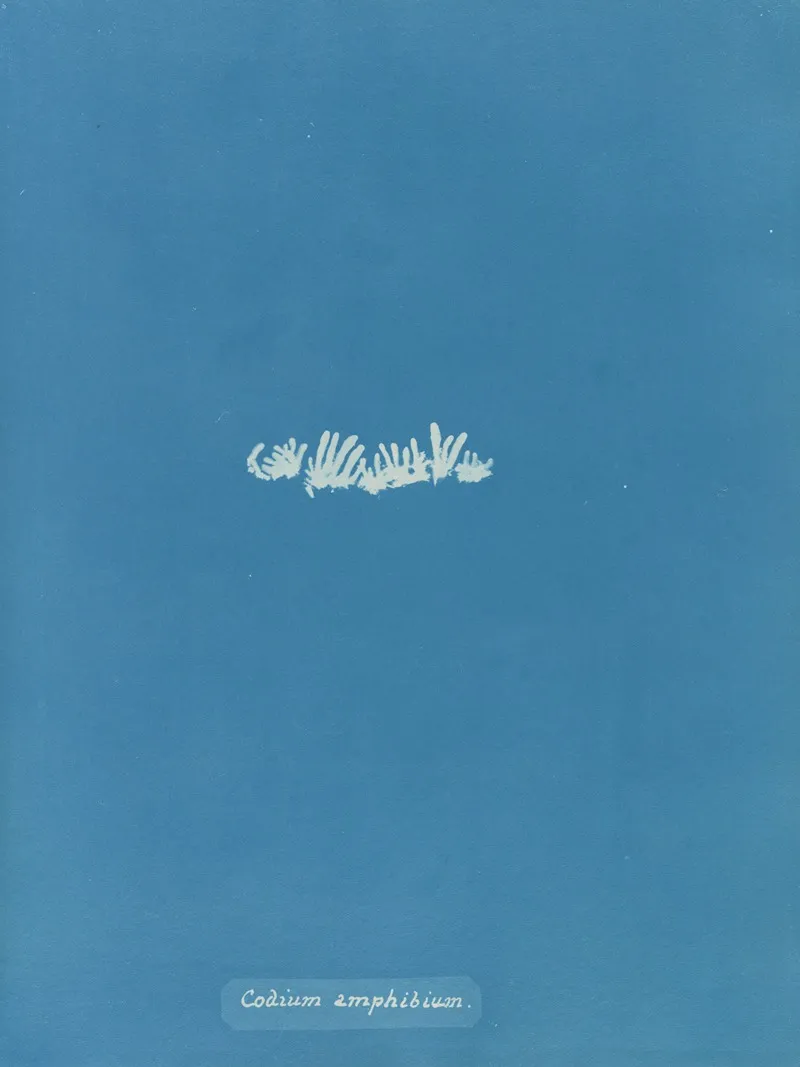 Codium Amphibium Wall Art by Anna Atkins - High-Resolution Digital Print
