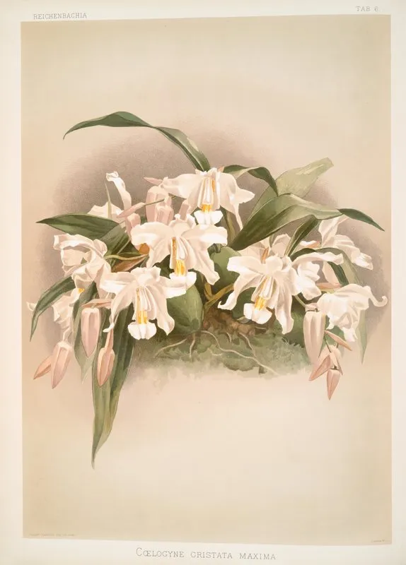 Coelogyne Cristata Maxima Wall Art by Frederick Sander - High-Resolution Digital Print