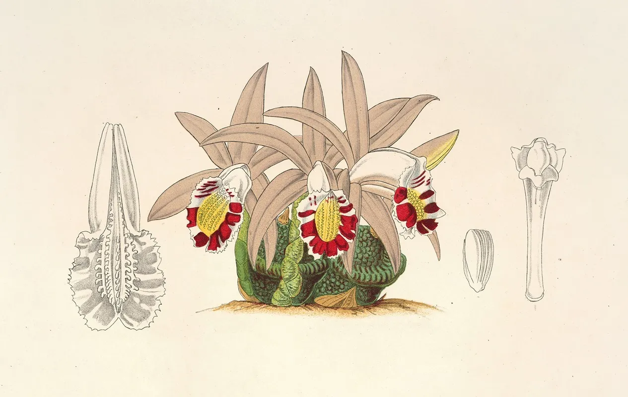Coelogyne Lagenaria Wall Art by Charles Antoine Lemaire - High-Resolution Digital Print