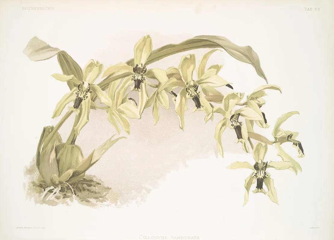 Coelogyne Pandurata Wall Art by Frederick Sander - High-Resolution Digital Print