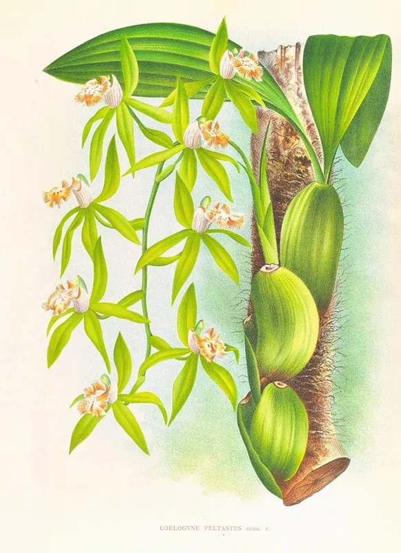 Coelogyne Peltastes Wall Art by Jean Jules Linden - High-Resolution Digital Print