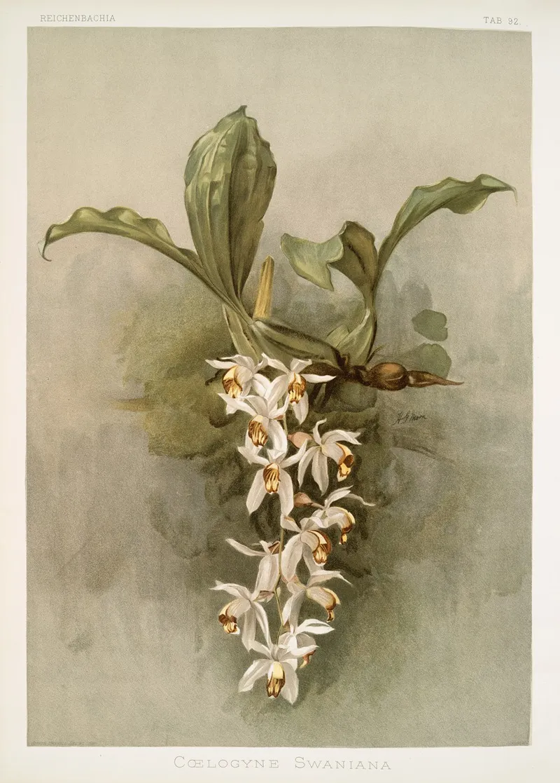 Coelogyne Swaniana Wall Art by Frederick Sander - High-Resolution Digital Print