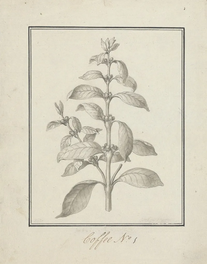 Coffea Arabica L Arabica Coffee Finished Drawing Of Leafy Shoot And Berries