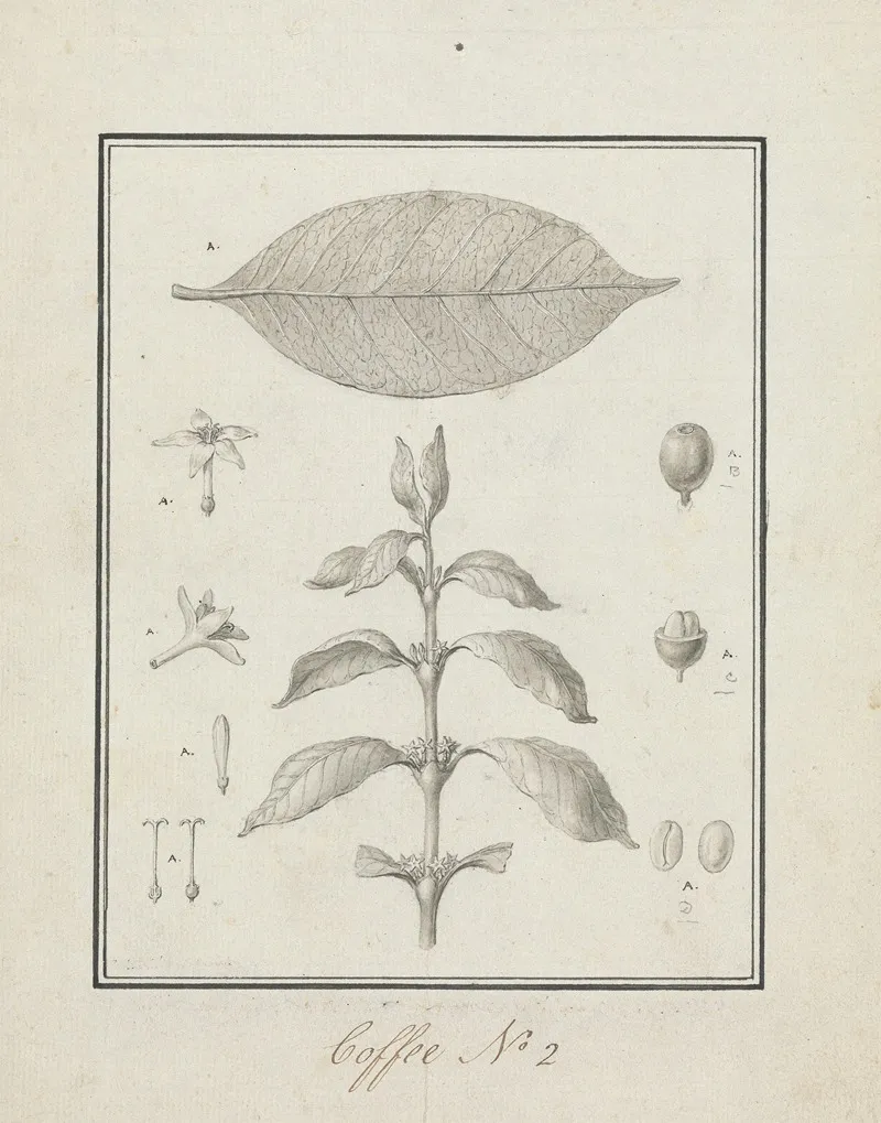 Coffea Arabica L Arabica Coffee