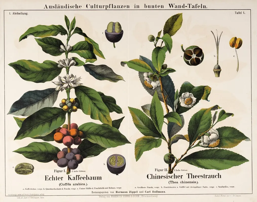 Coffea Arabica Thea Chinensis Arabische Koffie Chinese Thee Wall Art by Hermann Zippel - High-Resolution Digital Print