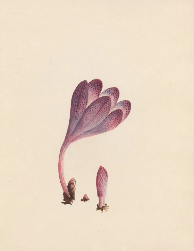 Colchicum Autumnal Crocus England Wall Art by R. B. F. - High-Resolution Digital Print