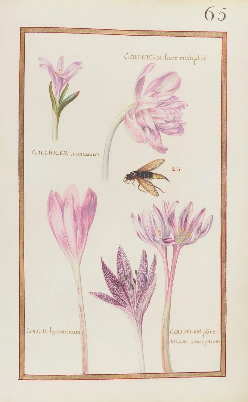 Colchicum Flore Multiplici Colchicum Montanum Colchi Bysantinum Colchicum Panonicum Variegatum Wall Art by Daniel Rabel - High-Resolution Digital Print