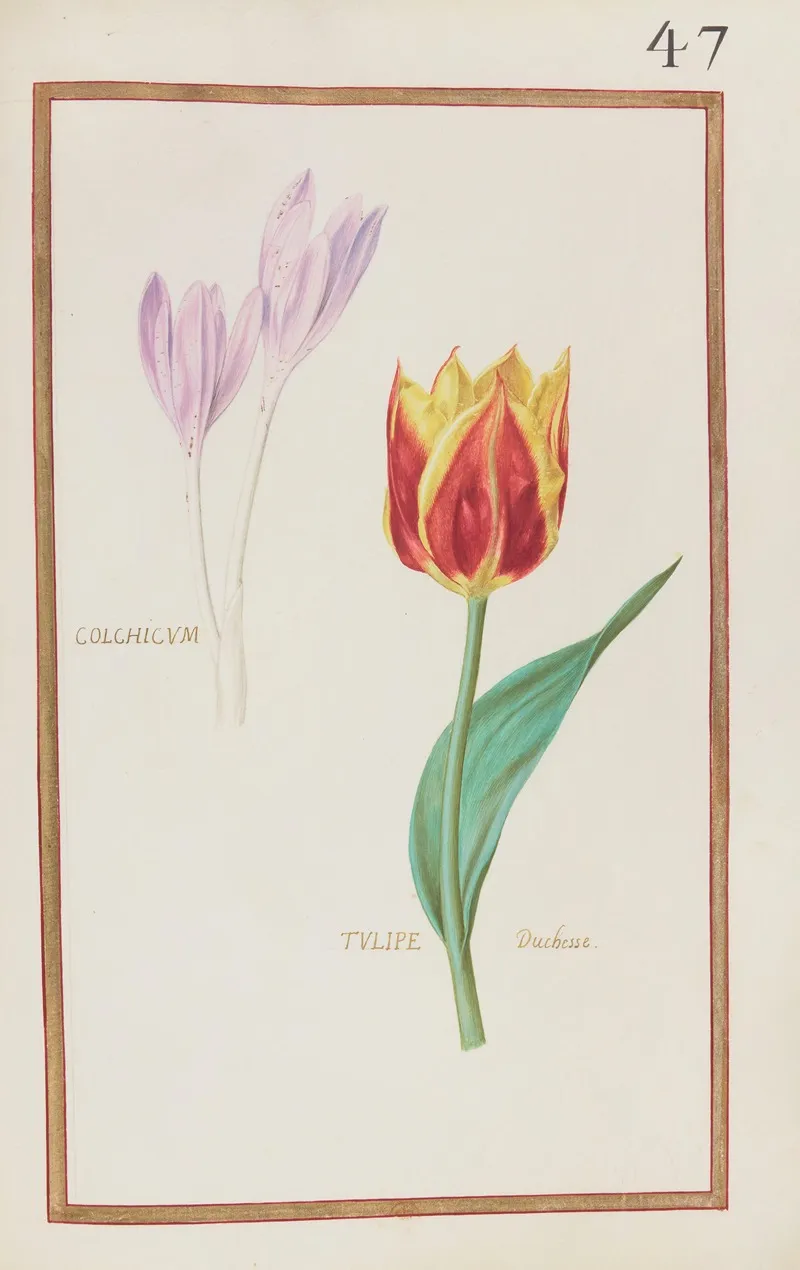 Colchicum Tulipe Duchesse Wall Art by Daniel Rabel - High-Resolution Digital Print